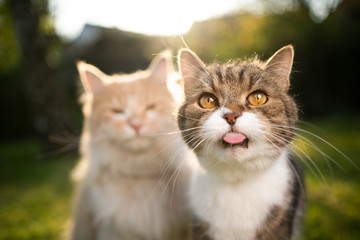 funny portrait of two different breed cats side by side looking at camera sticking out tongue