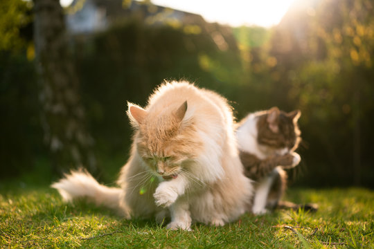 Two Different Breed Cats Grooming Licking Paw Simulaneously Outdoors In Nature