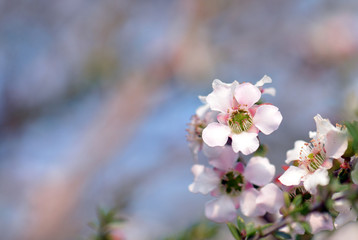 Obraz premium Pink and white flowers and buds of the Peach blossom Tea Tree Leptospermum squarrosum, family Myrtaceae, growing in heath on the coast track, Royal National Park, Sydney, New South Wales, Australia
