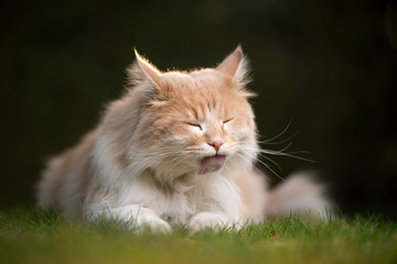 cream colored beige white maine coon cat lying on grass outdoors in nature grooming licking fur