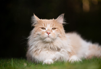 Naklejka na ściany i meble cream colored beige white maine coon cat resting on grass looking at camera