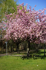Kirschblüte am Berliner Mauerweg bei Sonnenschein (Wollankstraße)