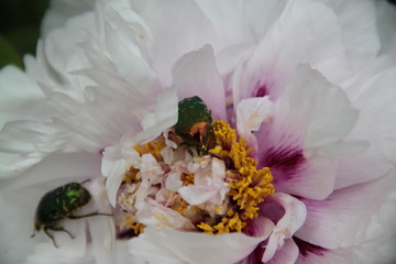 Peony bud spring flower blossom and green rose chafer


