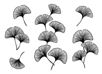Ginkgo biloba leaves and branches set