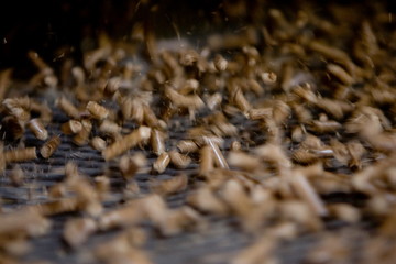 Usine pour la fabrication de granule pour les poeles a bois