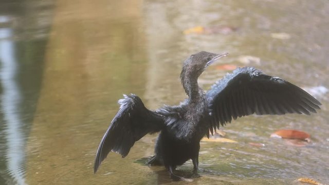 Cormorant bird exits water and warms up in sun 