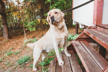 the Labrador Dog is standing on the stairs