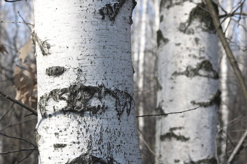 Young birches with black and white birch bark in spring in birch grove against background of other...