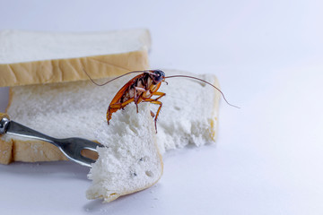 Close up of cockroach on a slice of bread.01