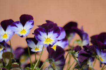 Violette