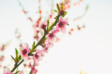 Peach flower blooming on the sunset