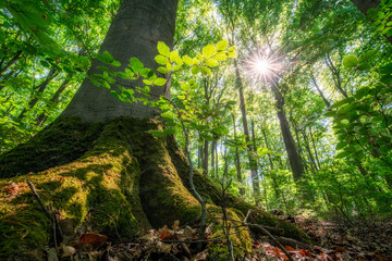 La lumière du soleil brille à travers les feuilles vertes de la forêt au printemps