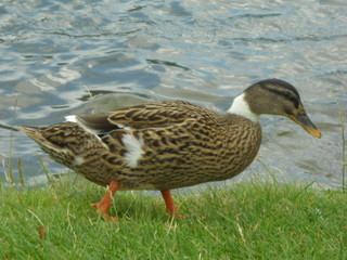 Voici un canard prés d'un plan d'eau.