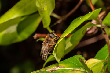 fly on a leaf