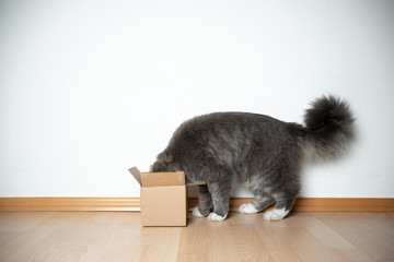curious Blue tabby white maine coon cat sticking head into small cardboard box in front of white...