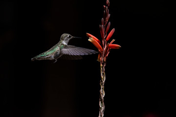 Black-chinned Hummingbird (archilochus alexandri) in Flight Feeding on Aloe Vera Bloom