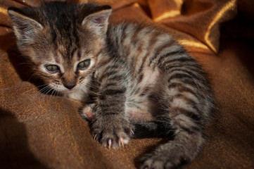 Naklejka na ściany i meble Beautiful tricolor kitten with blue eyes is sweetly laying on the gold bedcover and looking forward. Pet in the home