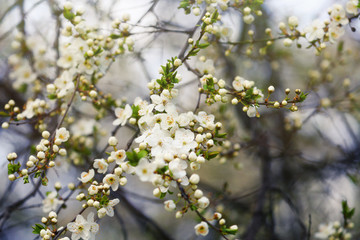 Close-up of white cherry blossom petals