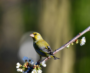 Männlicher Grünfink