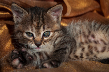 Beautiful tricolor kitten with blue eyes is sweetly laying on the gold bedcover and looking forward. Pet in the home