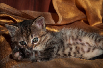 Beautiful tricolor kitten with blue eyes is sweetly laying on the gold bedcover and looking forward. Pet in the home