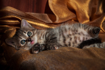 Beautiful tricolor kitten with blue eyes is sweetly laying on the gold bedcover and looking forward. Pet in the home