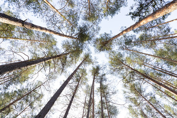 Beautiful coniferous forest in sunny weather