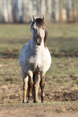 Obraz premium Beautiful gray wild horse graze in the forest