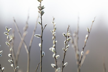 Close-up of trees blooming in the spring in the forest