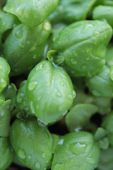 basilic