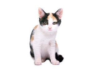 cat on white background