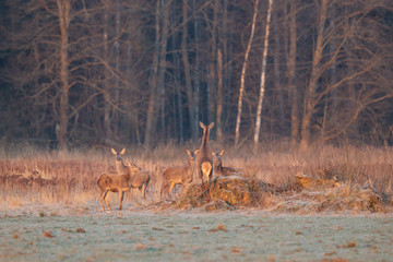 Wild ROE deer in a field in the forest at dawn