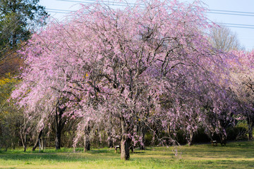 大きなしだれ桜の木