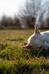 Biało beżowy pies bawiący się patykiem w tle zachodu słońca. © Mariusz