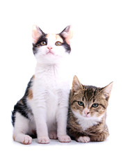 kittens on white background
