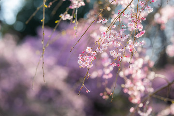 しだれ桜（クローズアップ）