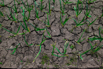 Dry earth is thirsty for rain. Cracks in the soil.