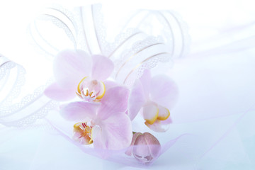 ピンクの胡蝶蘭の花束とレースのリボン