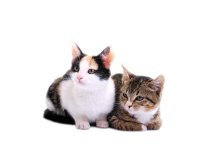 kittens on white background