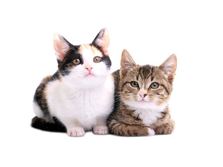 kittens on white background
