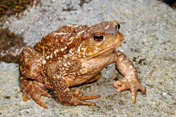 Mittelmeer-Erdkröte (Bufo spinosus / Bufo bufo spinosus) SPANIEN - Spiny Toad from Spain