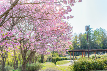 満開の八重桜と緑の小道
