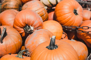 a lot of pumpkins on the market