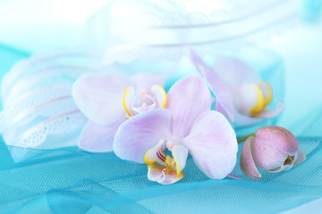 ピンクの胡蝶蘭の花束 （ターコイズブルーの背景）