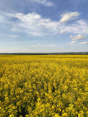 Obraz premium champs de colza