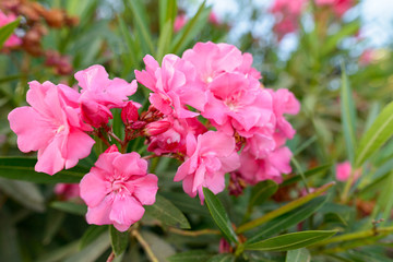 Closeup of beautiful pink flowers blooming outdoors in nature
