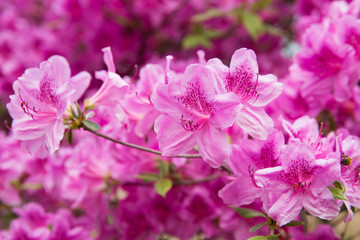 Pink azalea flowers in South Korea.
