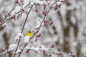 American goldfinch in breeding plumage in a snowstorm