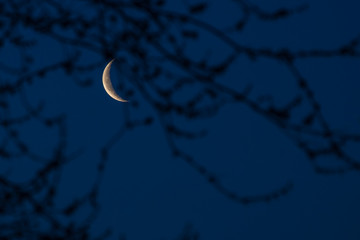 Waning crescent moon with budding tree branches in foreground