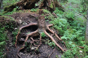 Root Face / Wurzelgesicht